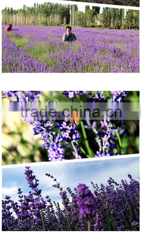 100%Natural Essential oil Lavender Oil/Lavender Essential oil For Cosmetic