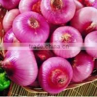 bulk new crop of onion harvest!