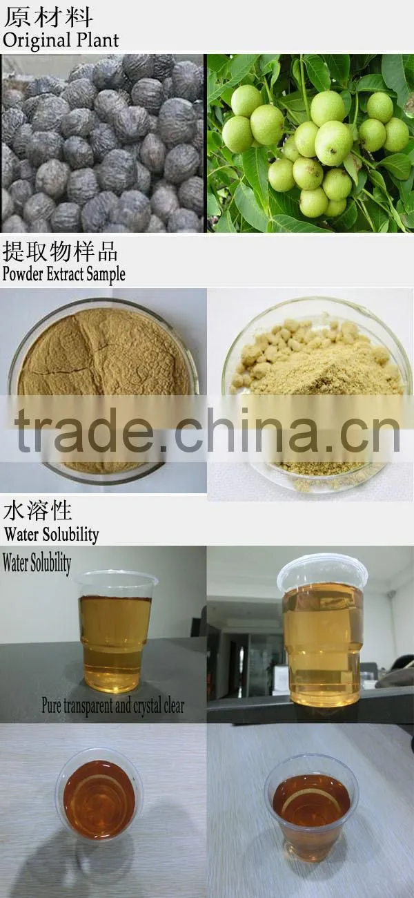 Best-quality Natural and Nutritional food supplement Black Walnut fruit powder Juglans nigra flour