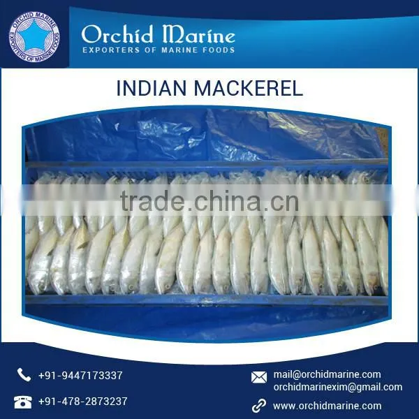 Indian Mackerel Fish at Lowest Price from A Grade Supplier