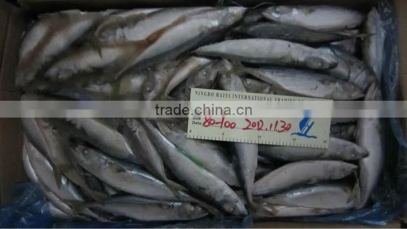 new arrival frozen mackerel100-120g