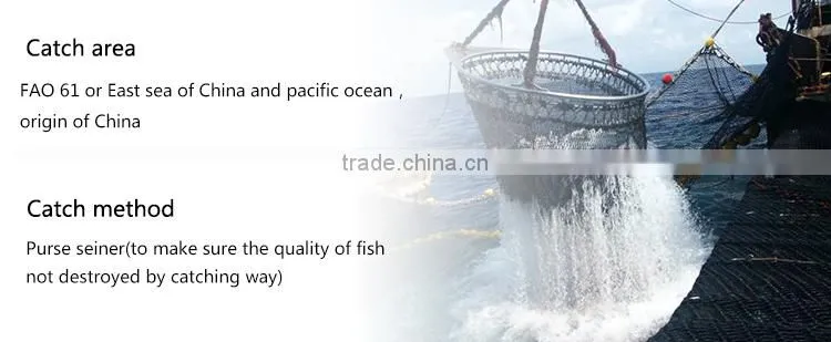 Seafood processing frozen pacific mackerel