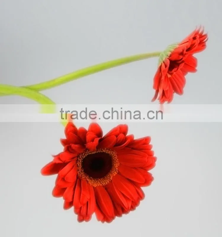 Wide variety Savanna fresh cut red gerbera for decoration