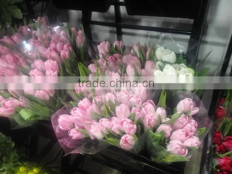 Special new coming wholesale cheap tulip flowers