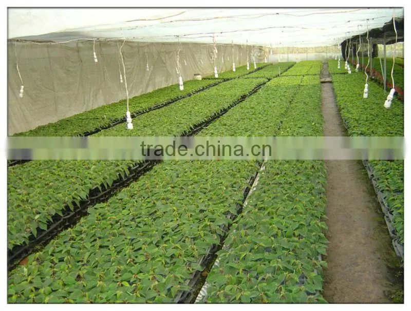 Greenhouse Film Fastening , Anti-High Wind
