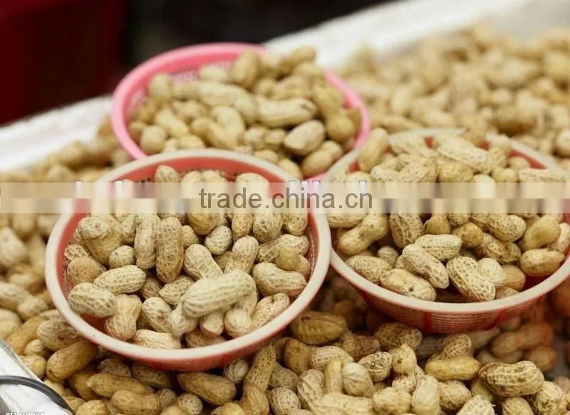 Roasted groundnuts in shell
