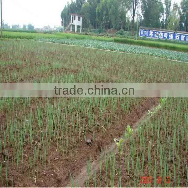 hot sale 2015 high quality fresh garlic