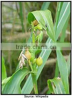 Coixseed (coix lacryma- jobi, Job's tears seed)