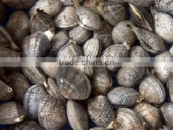 frozen whole clam