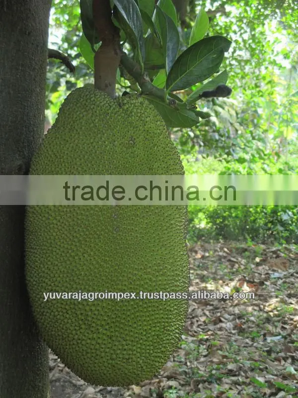 Green Jackfruits from India