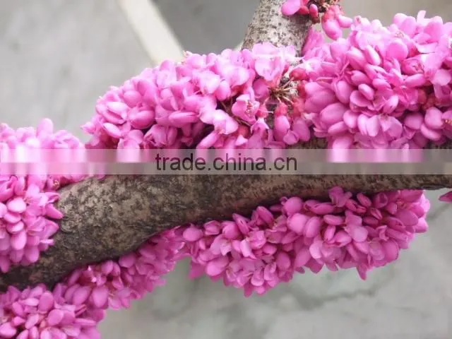 2016 High Germination Rate Chinese Redbud Seeds For Planting