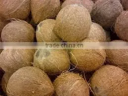 Matured coconut for Iran