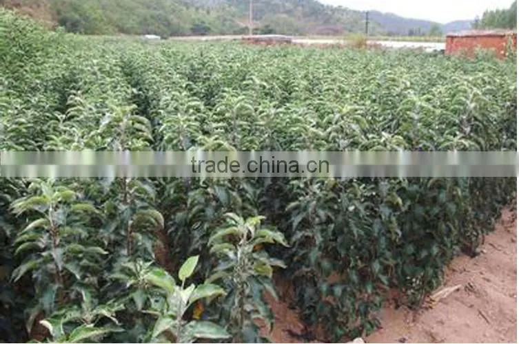 high quality apple seedling