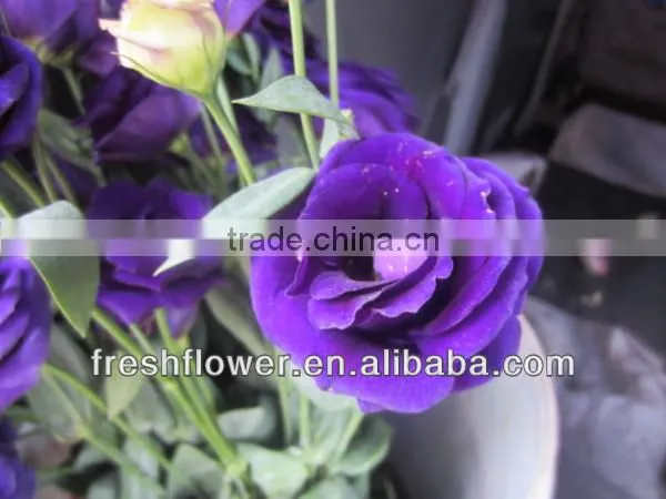 Fresh cut flowers Eustoma