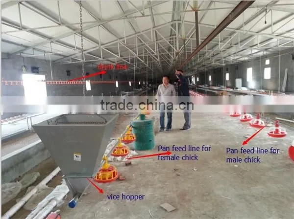 poultry chain feeding system for breeders, poultry pan feeding system for breeders