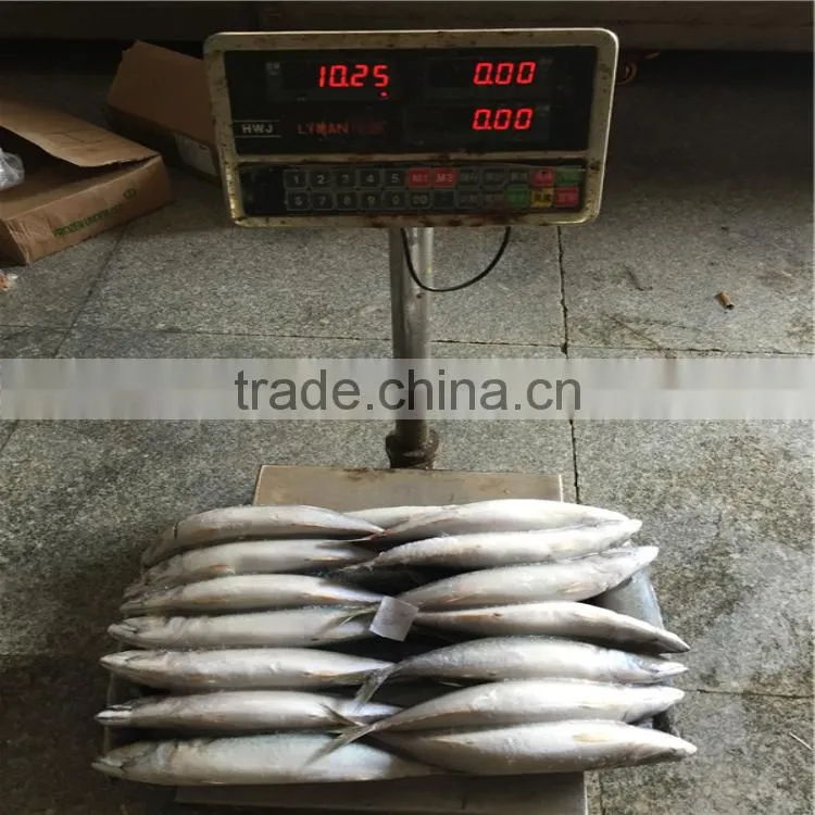 Pacific mackerels frozened pacific mackerel 200-300G for Asia importer