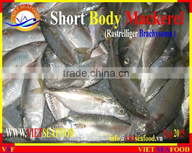 FROZEN SHORT BODY MACKEREL WHOLE ROUND