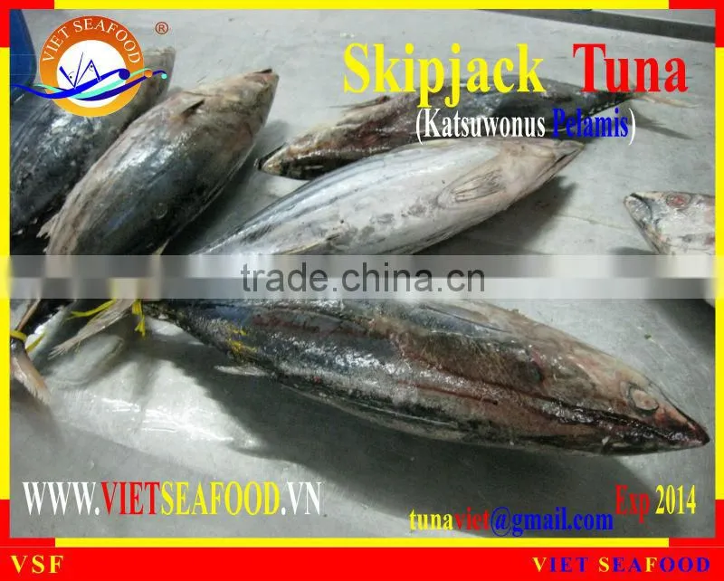 W/R FROZEN SKIPJACK TUNA