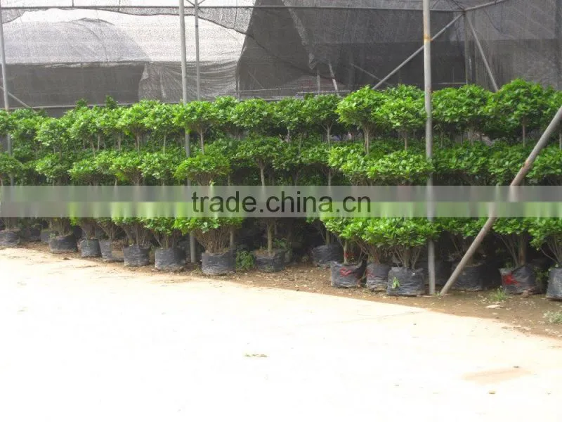 Ficus panda