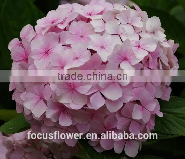 Artificial Yellow Hydrangea Flower Ball For Sale