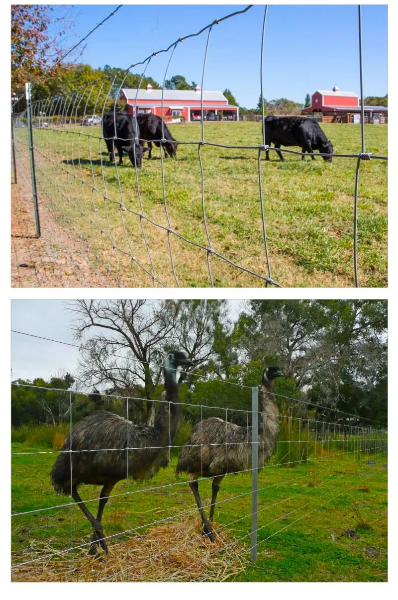 Hot-dip Galvanized Wire Mesh Anti-rust Fence Net Wholesale Breeding Net Cattle Fence Net Orchard protection Net Steel Wire Mesh