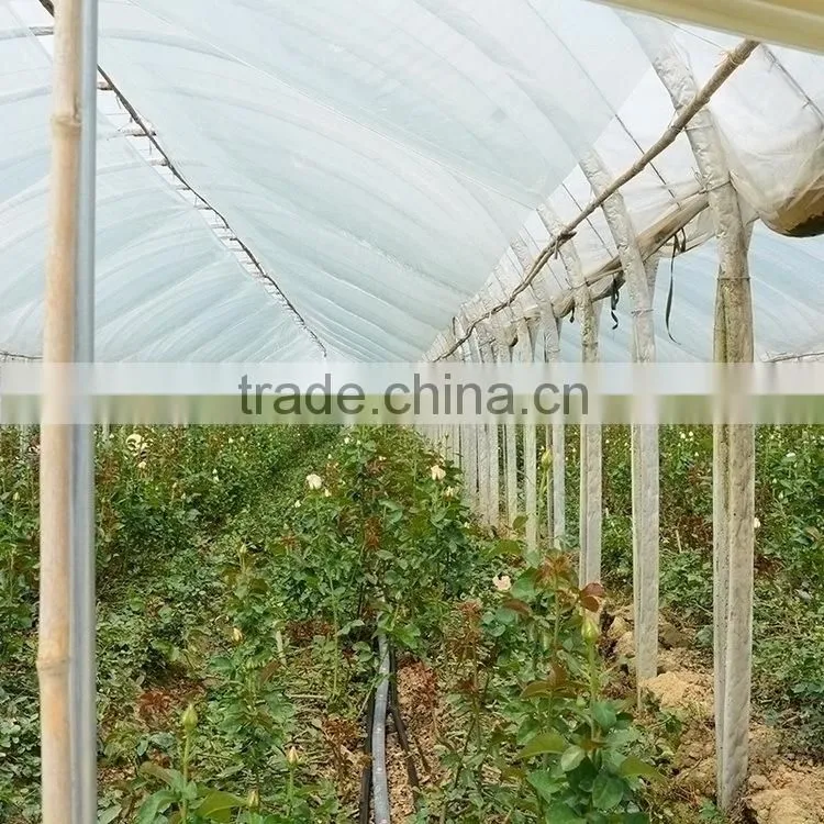 Factory Cheapest eustoma with green