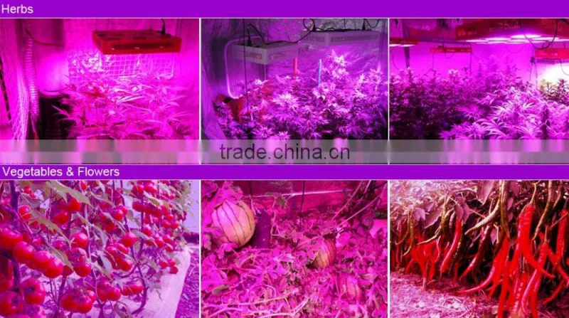 200W LED Grow Light for Greenhouse 300 watt led grow light
