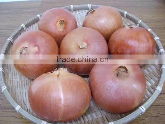 Onion