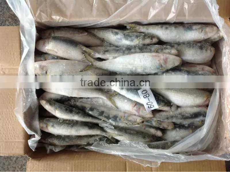 8-9pcs/kg Best Quality Frozen Sardine for Bait