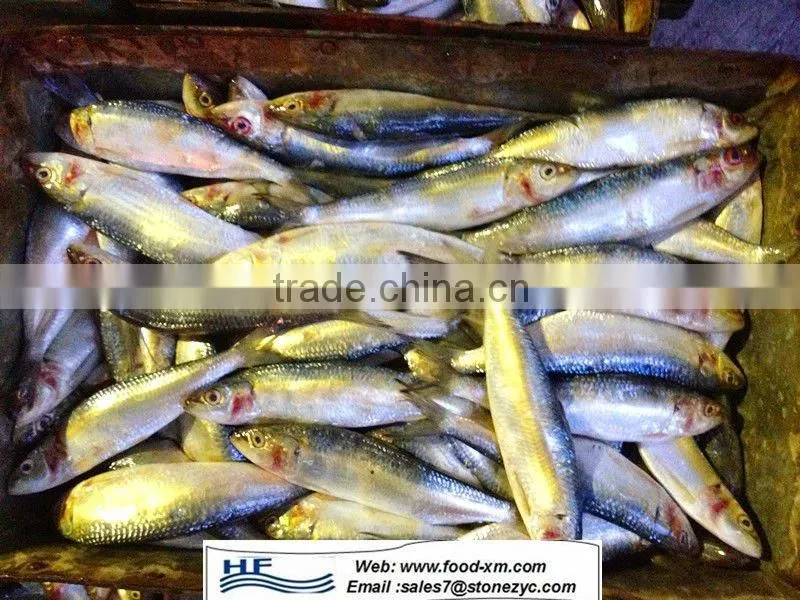 frozen sardine fish