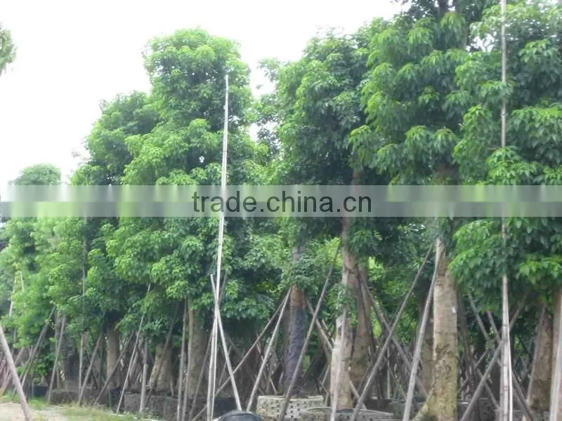 Big size Bischofia polycarpa tree seedling from China