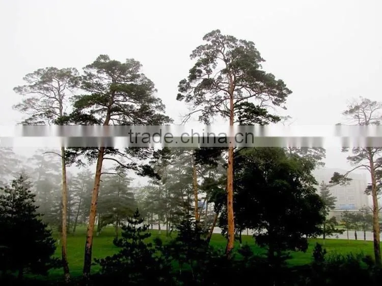 Changpai Scotch Pine seedling