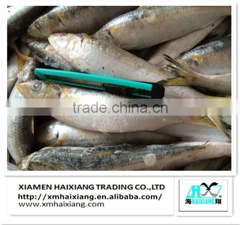 Price frozen sardine