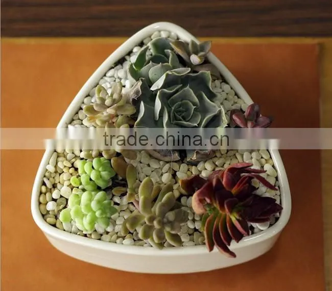 New design rounded triangle small white ceramic shallow pot