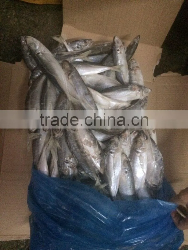 Horse mackerel HGT
