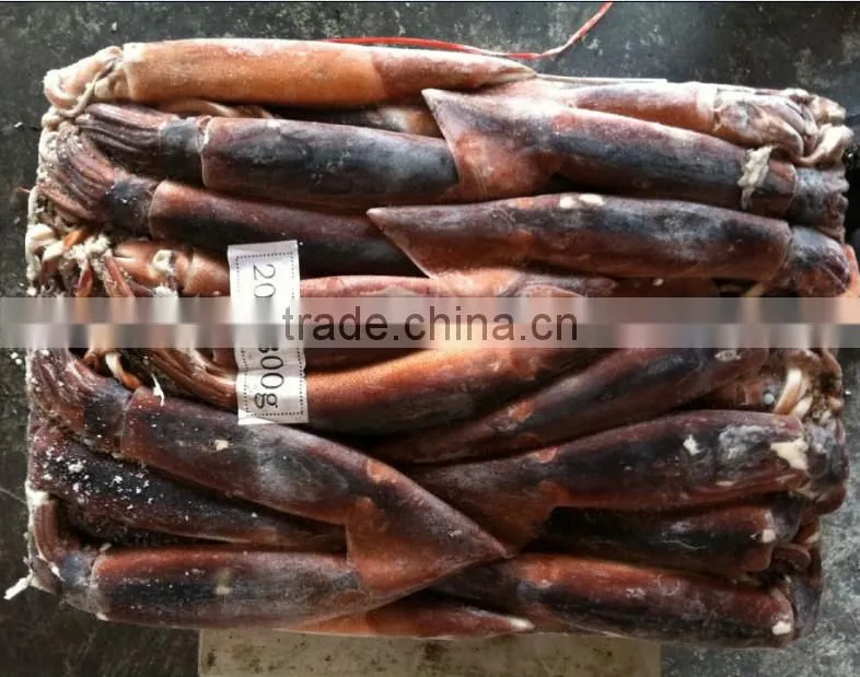 200-300g Whole Round Frozen Illex Squid