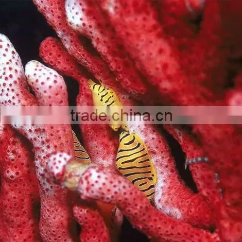 Transparent PET Film