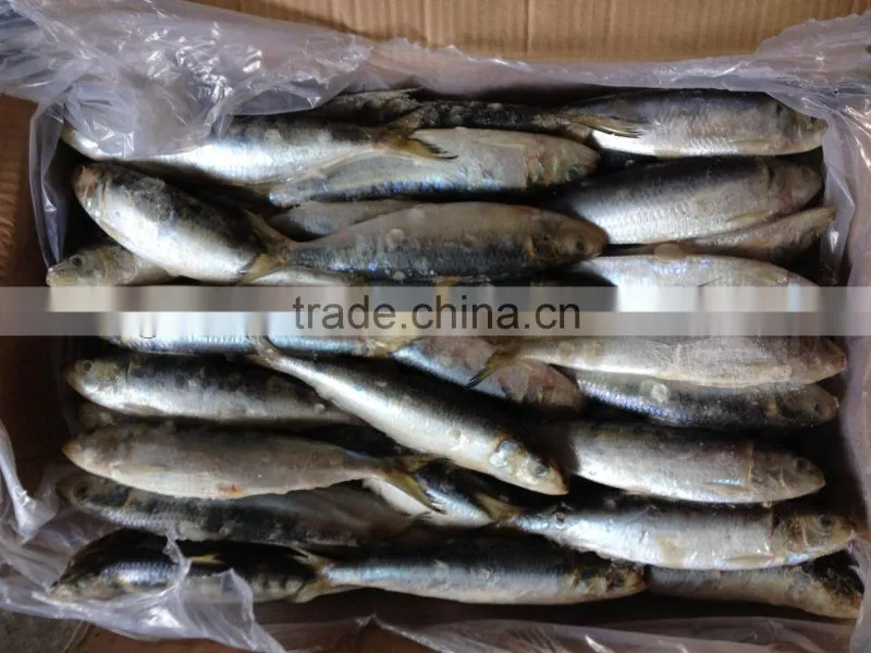 high quality best price whole round new fishing frozen sardine.