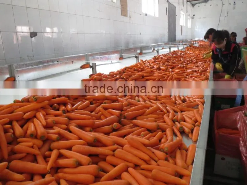 Chinese fresh carot of 2016 crop