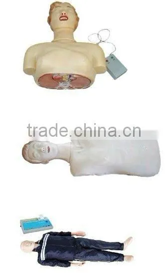 human body model,DAPPER DAN TORSO 14-PARTS
