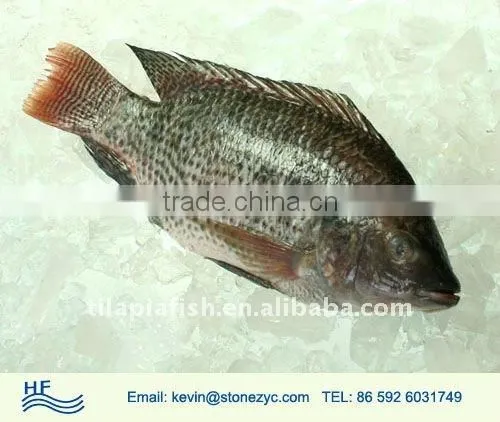 fish frozen tilapia Gutted and Scaled