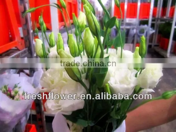 eustoma