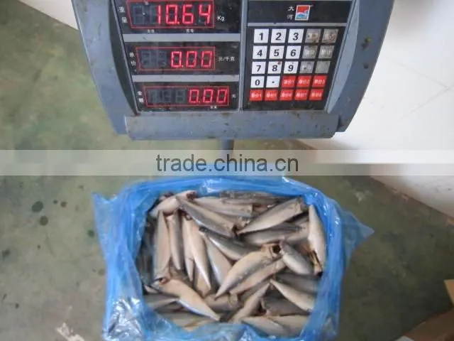 land frozen pacific mackerel headless