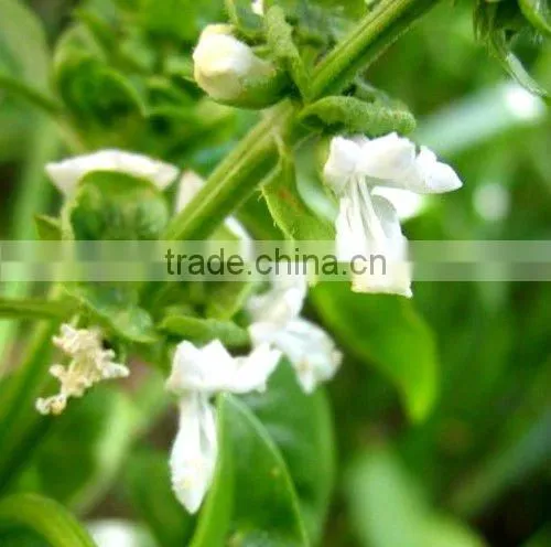 Holy Basil Oil Natural