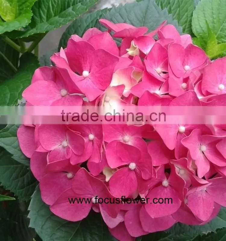 Fresh Cut Flowers Wholesale High Quality Cut Fresh Hydrangea With 50cm Long Stem