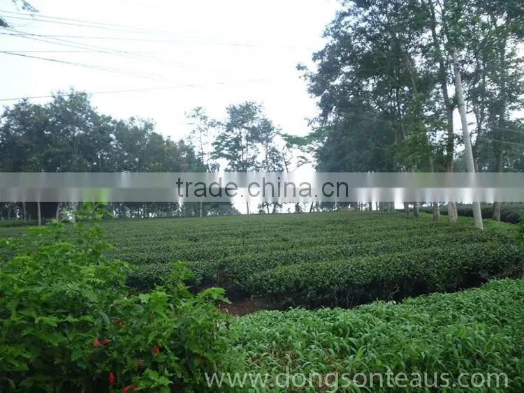 Vietnam Oolong Black tea