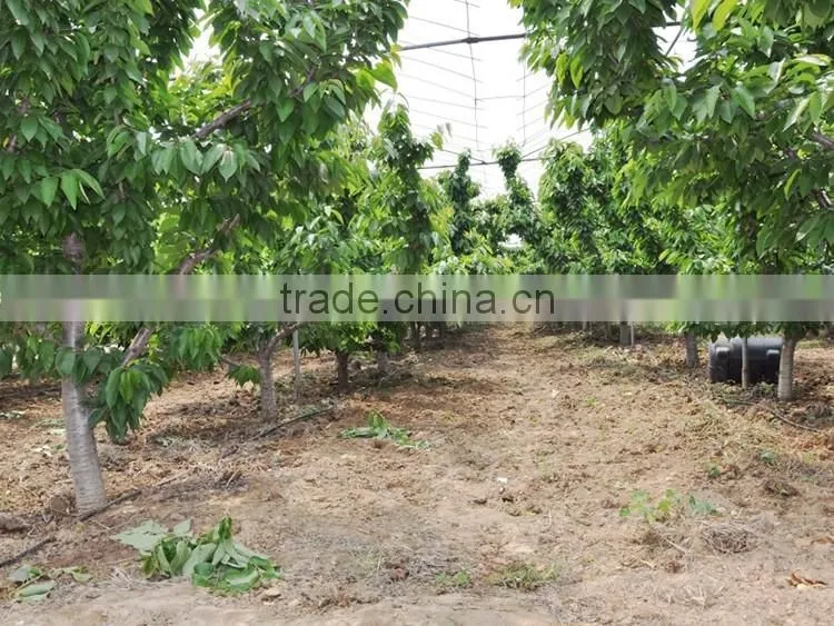Cherry seedling
