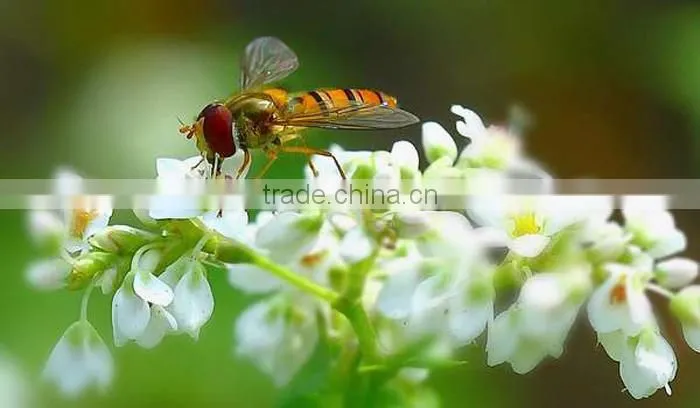 careful selected pure buckwheat bee pollen