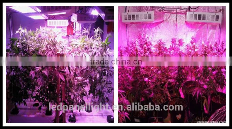 hydroponics growing equipment Big power 864w green room grow tent growing plant lamp indoor