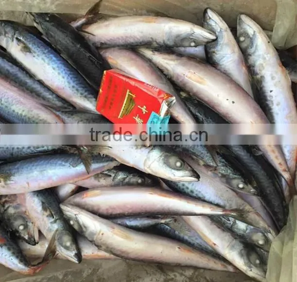 Fresh And Frozen Fish Pacific Mackerel